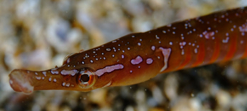 Nerophis maculatus_02.jpg